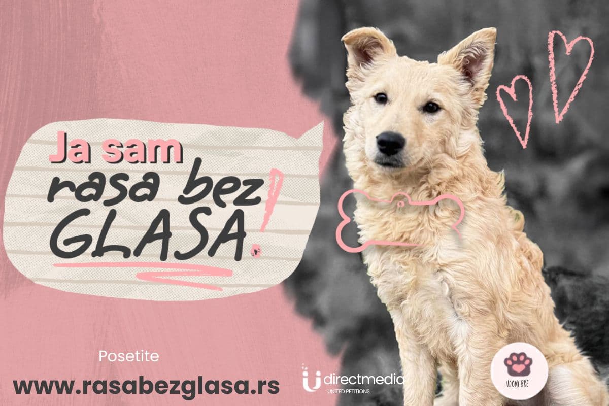 „Rasa bez glasa“: Direct Media poziva na podršku napuštenim životinjama