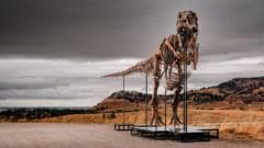 Da li bi ovaj tiranosaurus reks mogao da postane najskuplji dinosaurus na svetu