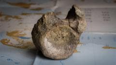 Najranije otkriće dinosaurusa na Antarktiku pronađeno u fioci