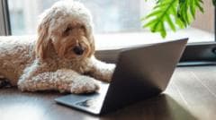 Jesmo li bliže razumevanju onoga što životinje govore