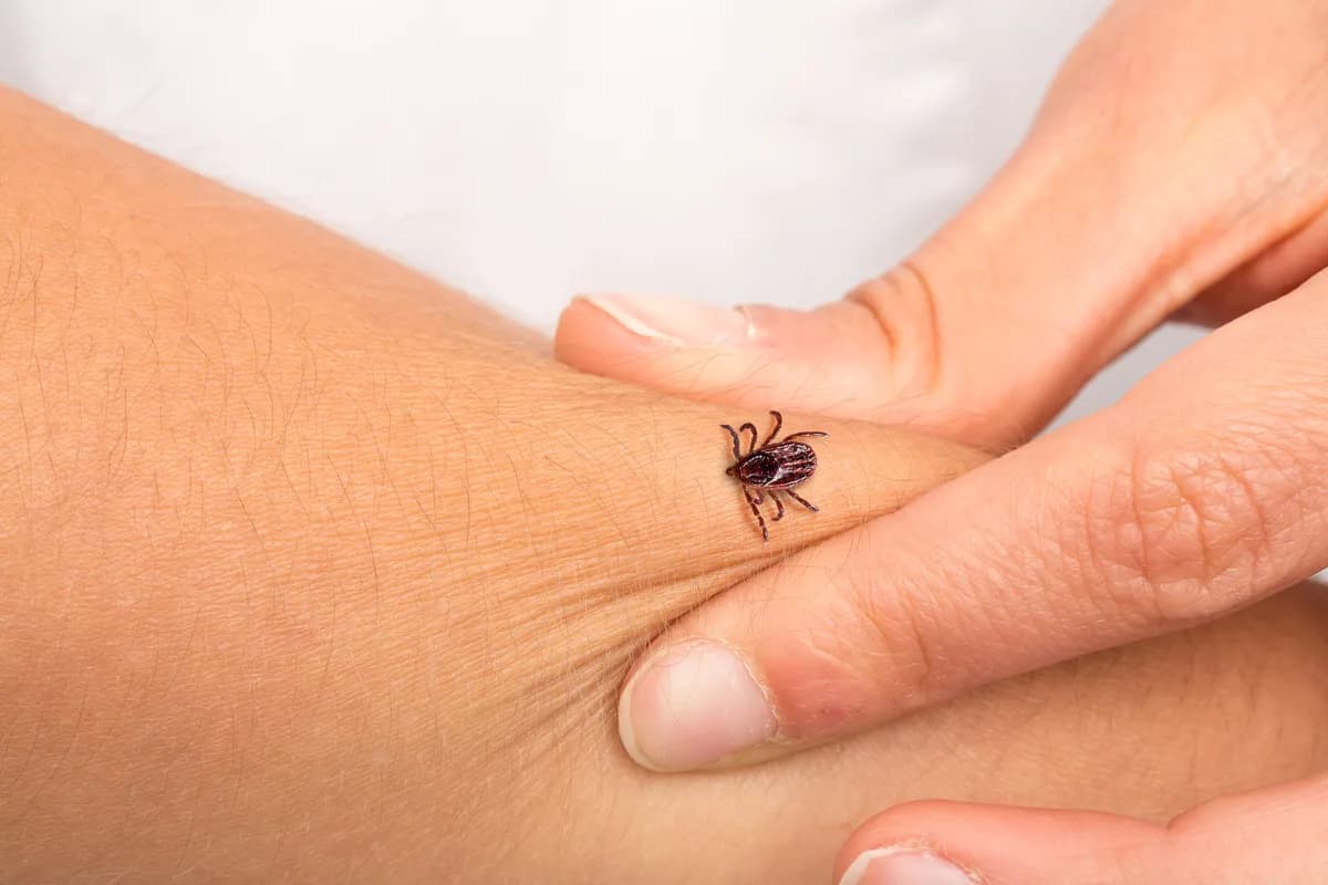 Koliko dugo krpelj mora da bude pričvršćen za kožu da biste se zarazili?
