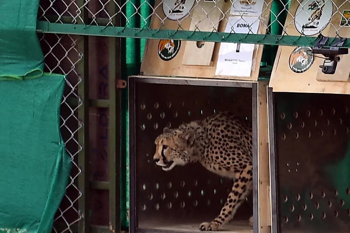 Pet mladunaca geparda prebrodilo težak period u zoo vrtu u Pragu