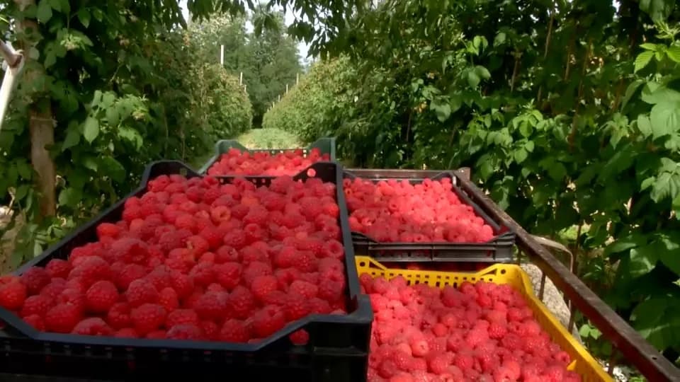 AP: Arilje je "prestonica malina"