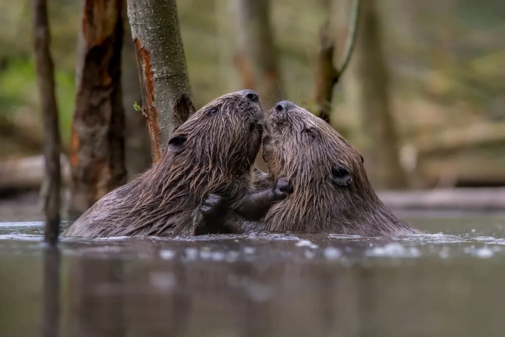 Dabrovi u SAD spasavaju imanja od suše