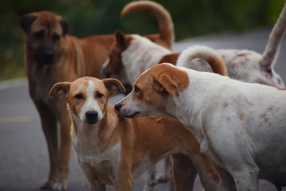 Biotehnologija i psi: Kako i da li moderni lekovi menjaju granice starenja?