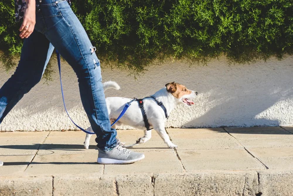 Veterinari savetuju: Test od sedam sekundi otkriva da li je asfalt prevruć za pseće šape