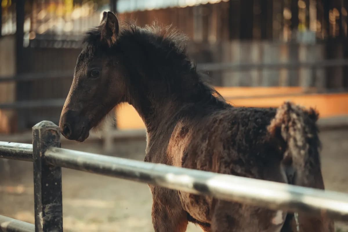 Šumarski inženjer na Suvoj planini spasio napušteno ždrebe: Ne zna se zašto ga je mama napustila, potrebna pomoć za mleko