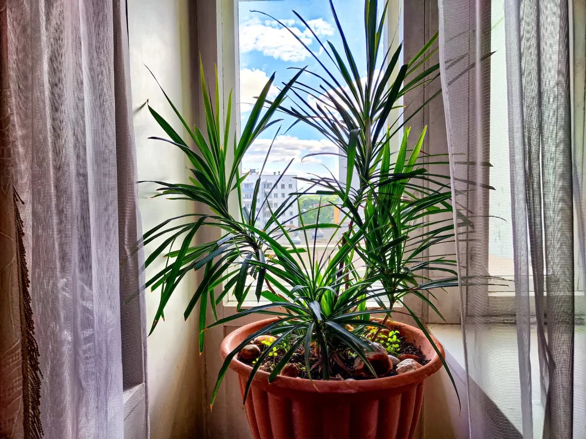 Dracena je jedna od najzahvalnijih sobnih biljaka, ali ove greške mogu da je unište