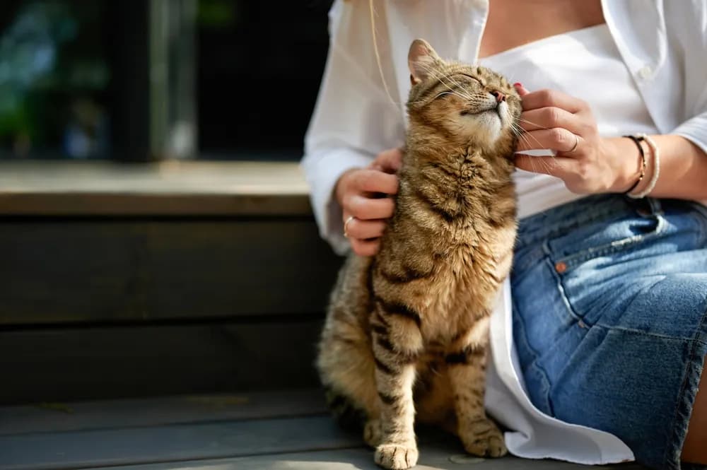 Veterinar otkrio na koje načine mačke teše svoje vlasnike