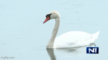 Vatrogasci iz Tovariševa spasili mladog labuda