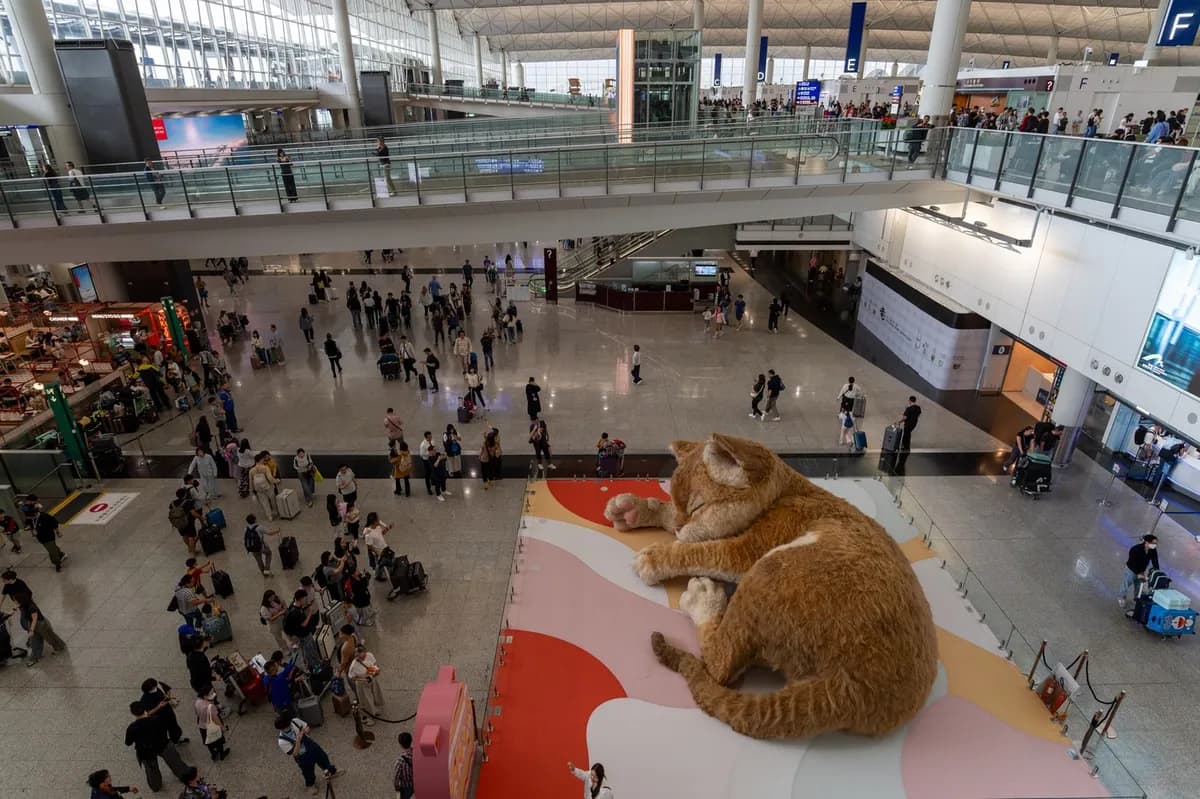 Džinovska mačka spava na aerodromu u Hongkongu: Toliko je slatka da ljudi zaboravljaju na letove (FOTO)