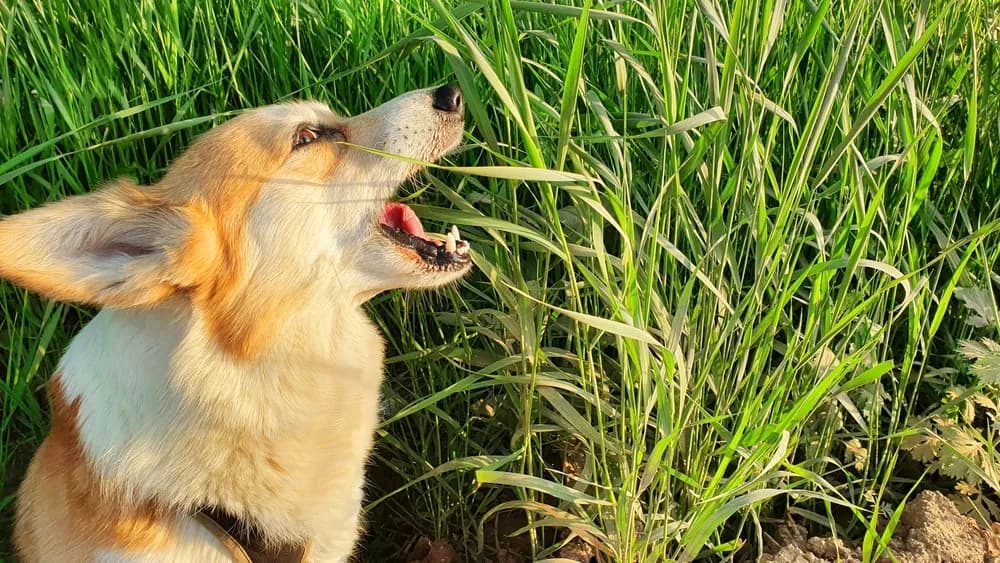 Zašto psi često povraćaju u proleće i kada je potrebna hitna pomoć veterinara