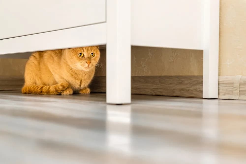 Mačke se kriju kada vam dođu gosti - veterinar objasnio zašto to rade
