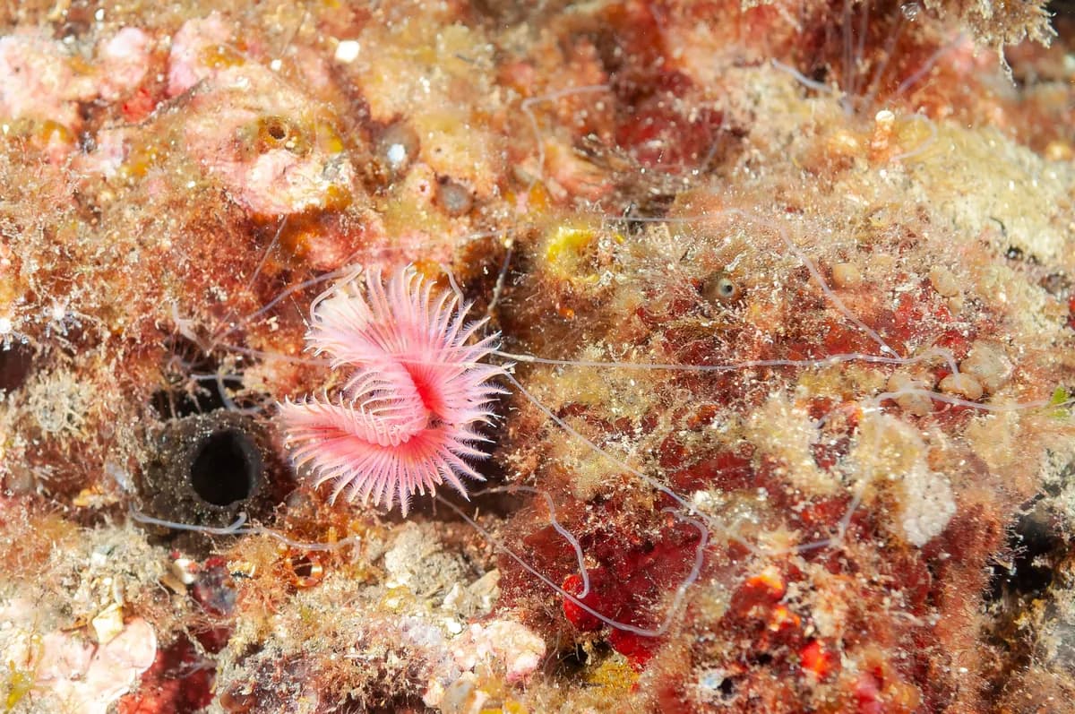 Upoznajte neobičnog crva koji može da preživi ključanje (FOTO)
