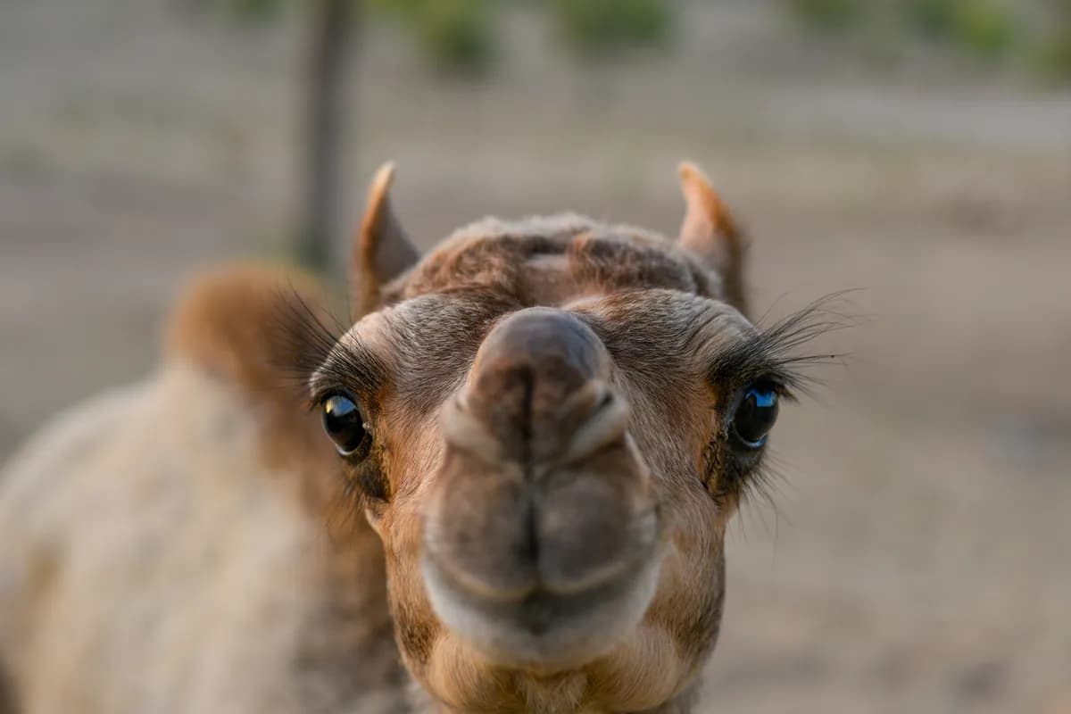 Ne zna se još da li je "bata ili seka": Mladunče kamile u Beo zoo vrtu posle 35 godina, ponosna mama - Julija (FOTO)