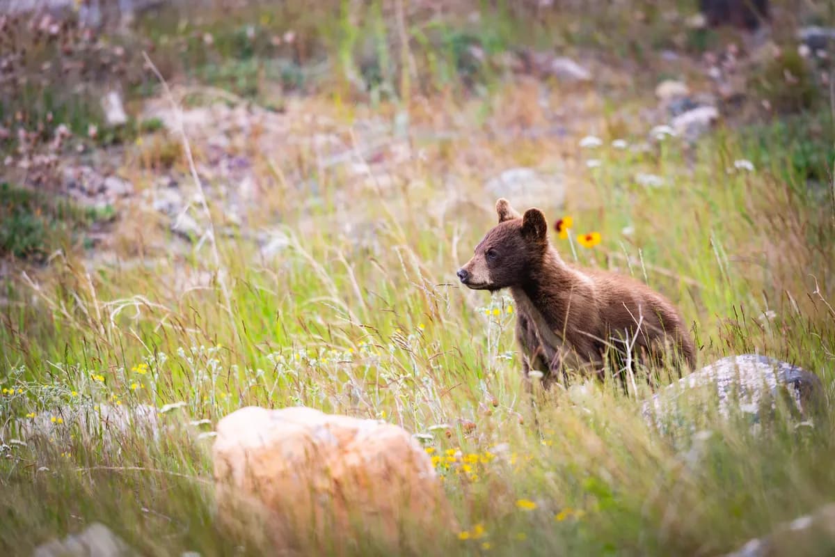 Neočekivani gost doneo radost: Mali medved zalutao u dvorište porodice kraj Plitvica (VIDEO)