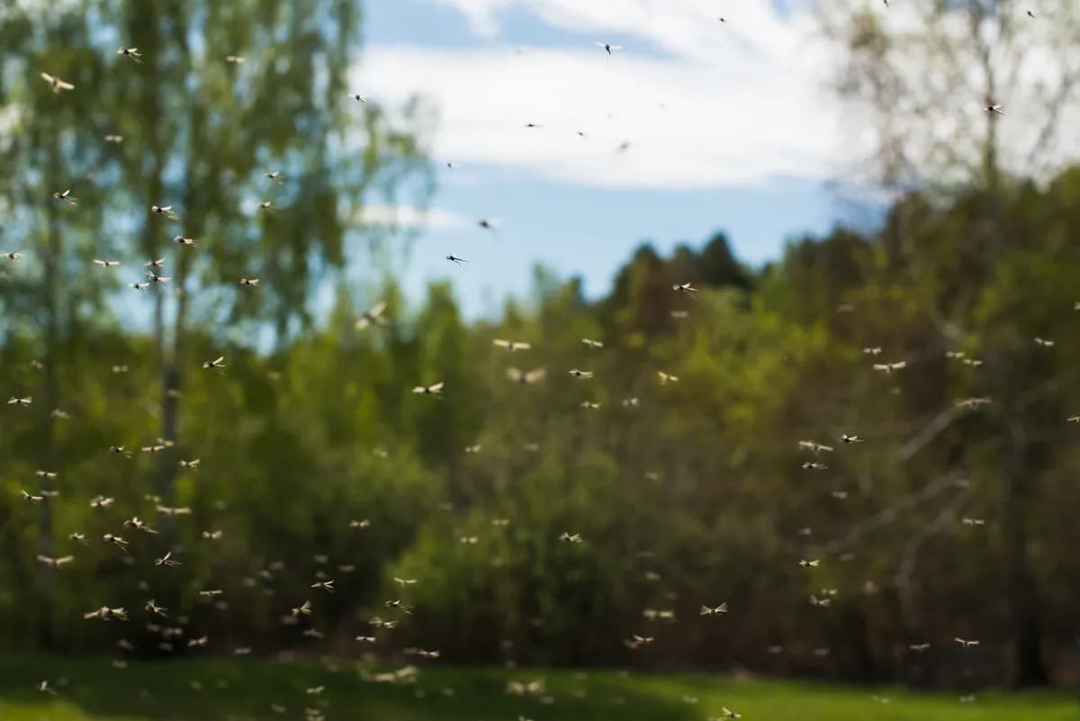 Suzbijanje komaraca u Beogradu sa zemlje i vode u petak