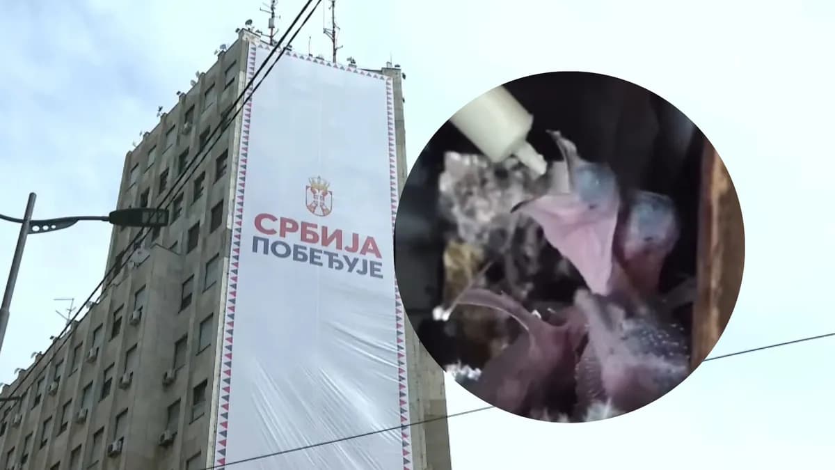Najugroženiji ptići iz Palate Albanija prebačeni na Institut "Siniša Stanković"