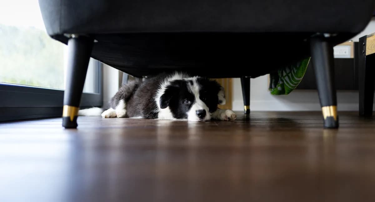 Pet rasa pasa koje najteže podnose samoću - kod njih je anksioznost najčešća