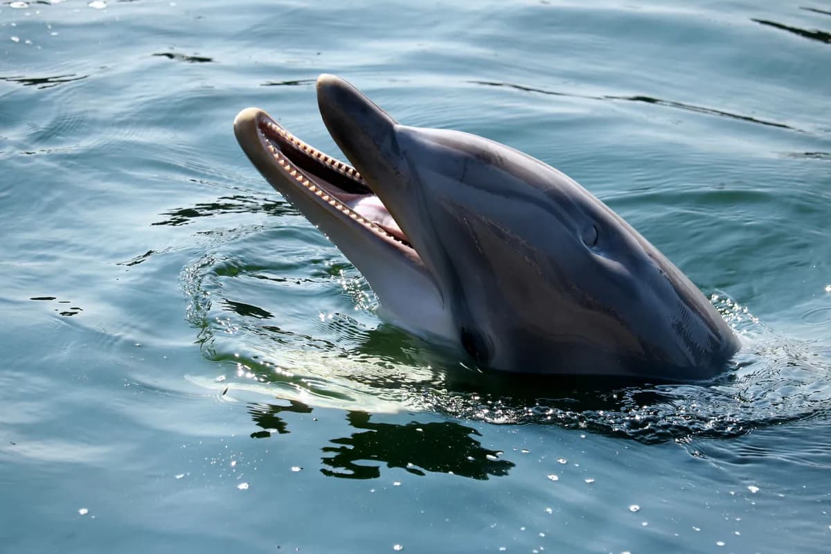 Delfin kod Zadra priredio nesvakidašnji prizor - igrao se loptom sa kupačima (VIDEO)