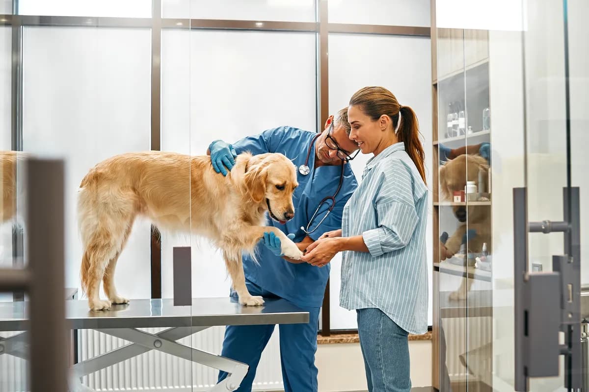 Deo tela koji mnogo može da kaže o zdravlju pasa - veterinari to često gledaju prvo