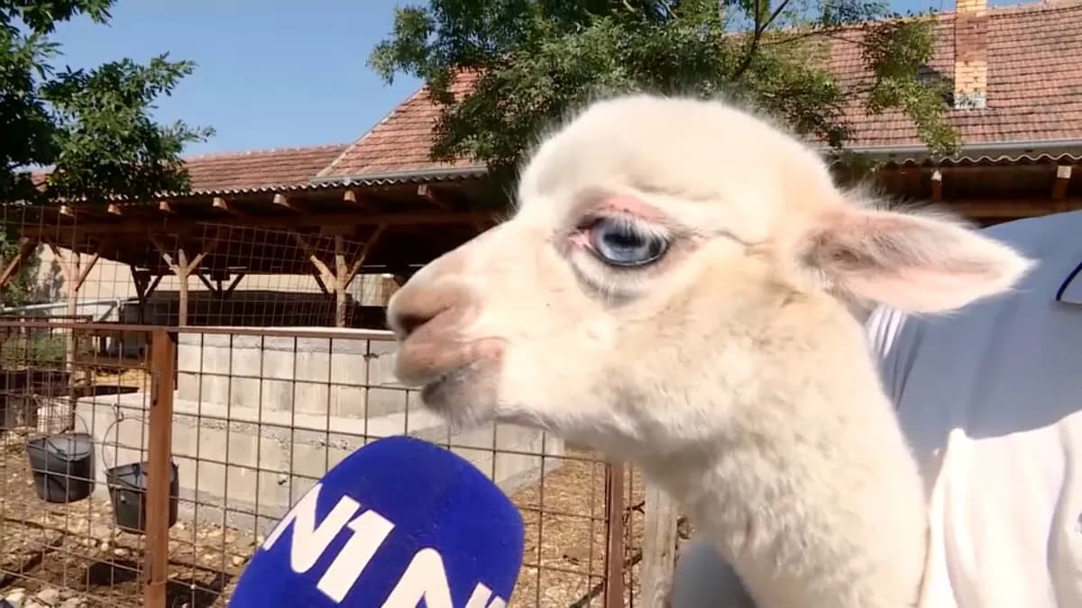 Plavooka albino beba alpaka - zvezda farme egzotičnih životinja u selu kraj Ćuprije