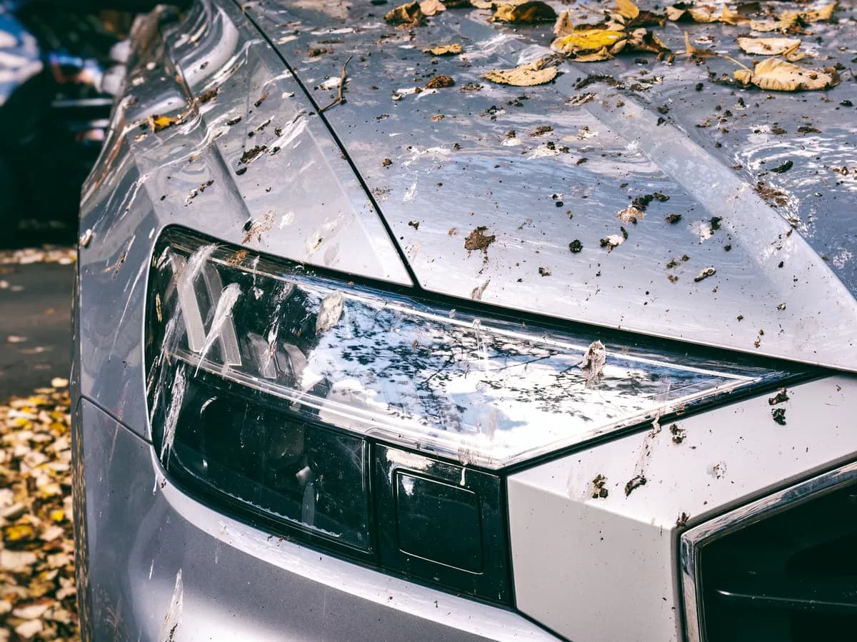 Kako bezbedno ukloniti ptičji izmet sa automobila - bez trajnih oštećenja laka