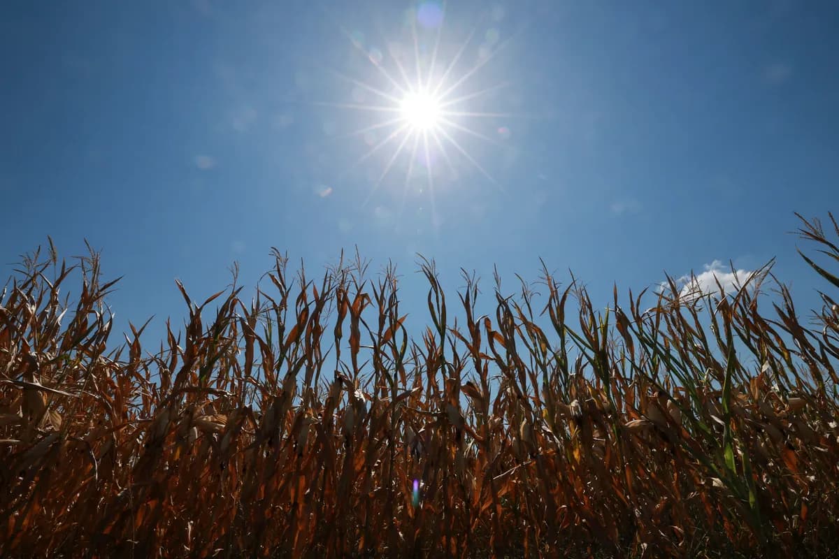 Agroekonomista: Suša neće ugroziti snabdevanje Srbije, ali će smanjiti izvoz kukuruza i proizvodnju soje