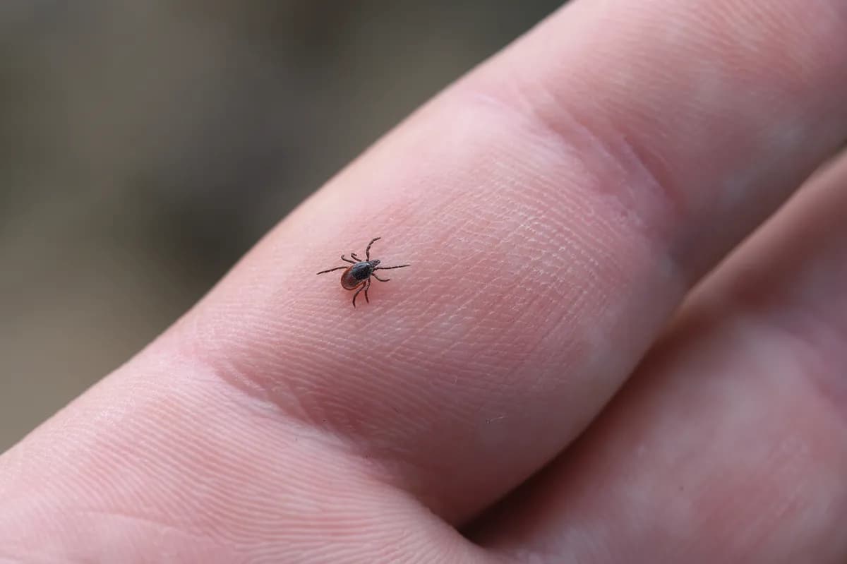 Krpelji su neverovatno otporni: Zašto pokušaji njihovog istrebljenja ne uspevaju