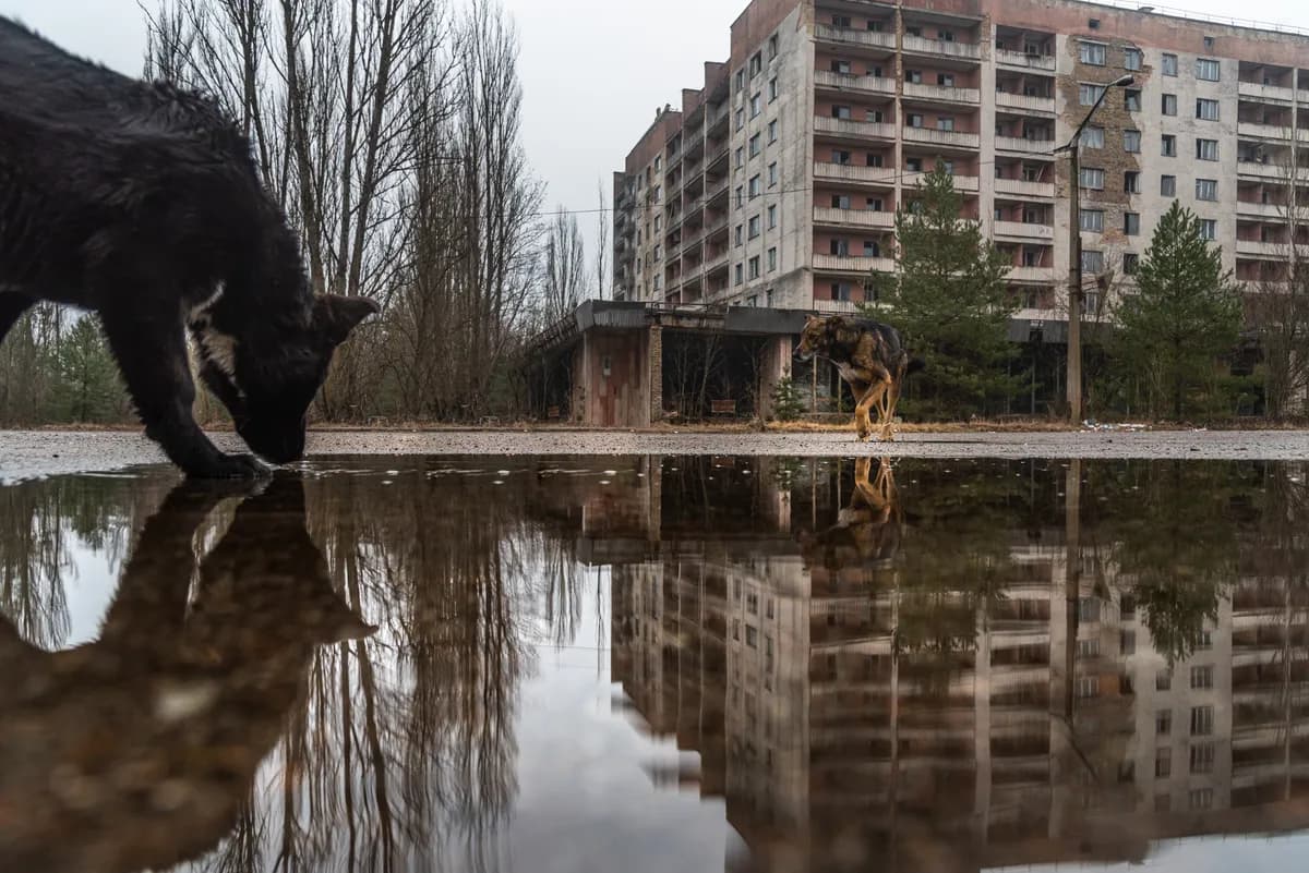 Osam najčudnijih otkrića koja su naučnici pronašli u Černobilju