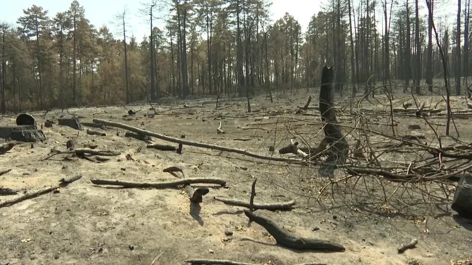 Analiza satelitskih snimaka: U Deliblatskoj peščari izgorelo više od 12 hiljada hektara površine