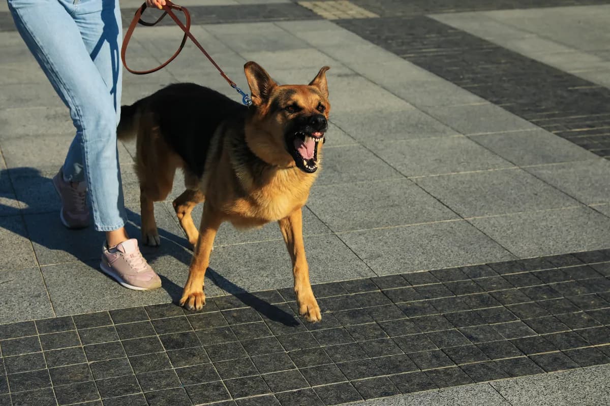 Psi ne laju bez razloga - nekim ljudima posebno ne veruju
