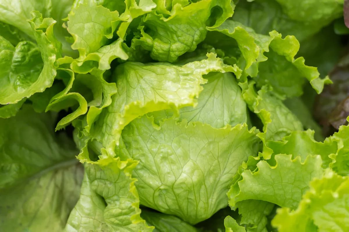 Čak ni tri puta oprana salata možda nije ni približno čista koliko mislite, upozoravaju stručnjaci