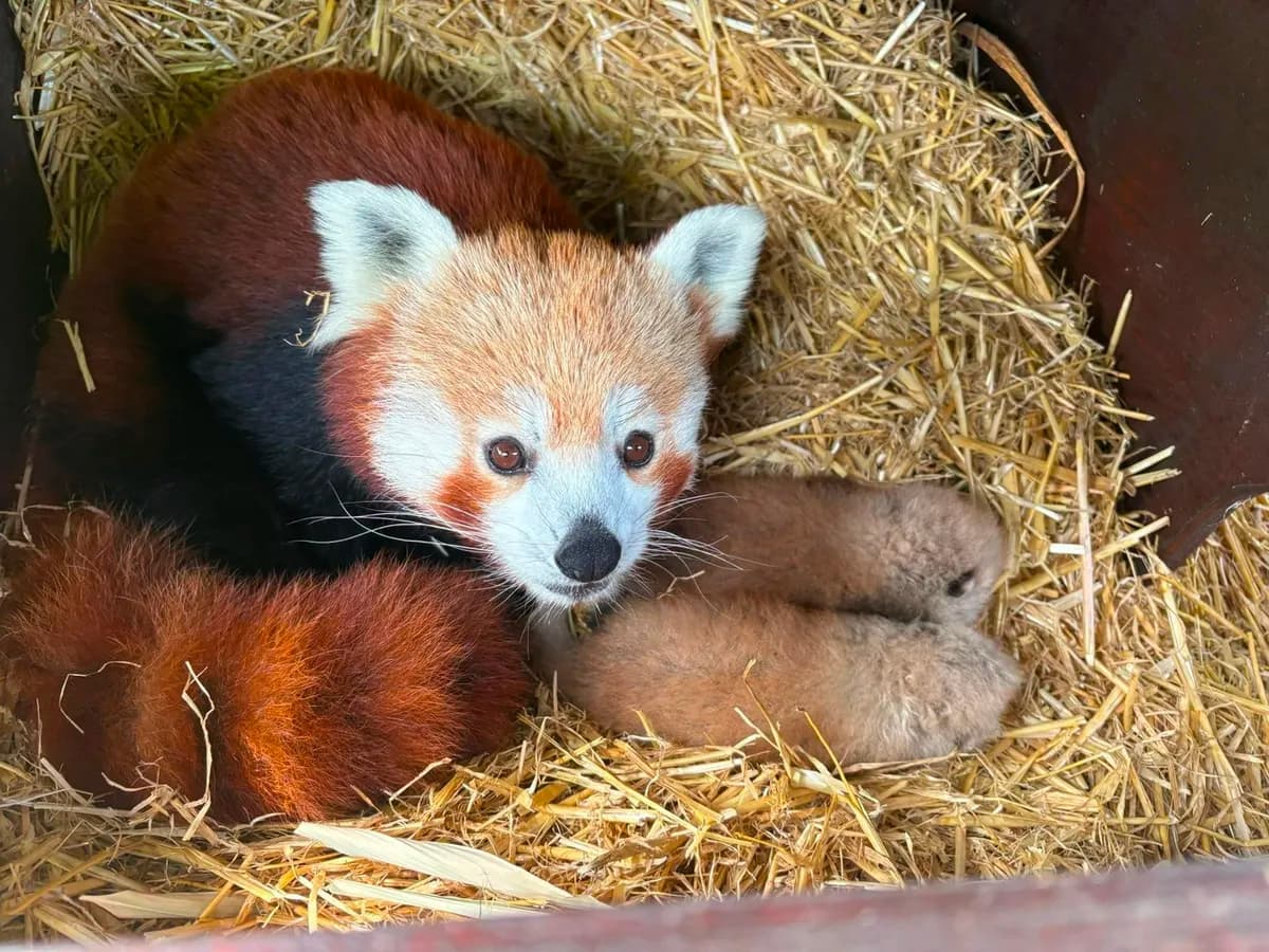 Britanski zoološki vrt dobio prinove retkih crvenih pandi (FOTO)
