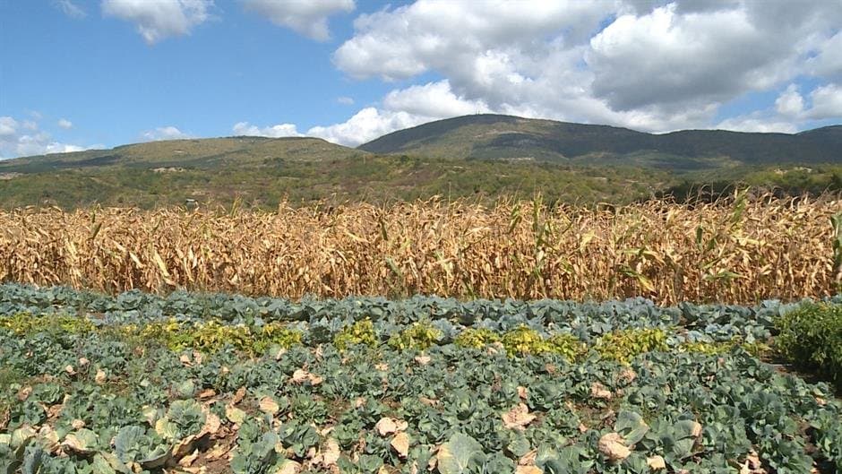 Kako će suša uticati na cene poljoprivrednih proizvoda i šta da očekuju poljoprivrednici?