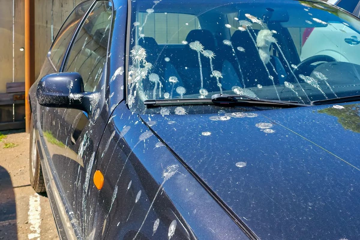 Većina vozača pravi istu grešku: Ovako se uklanja ptičji izmet, a da se ne ošteti auto