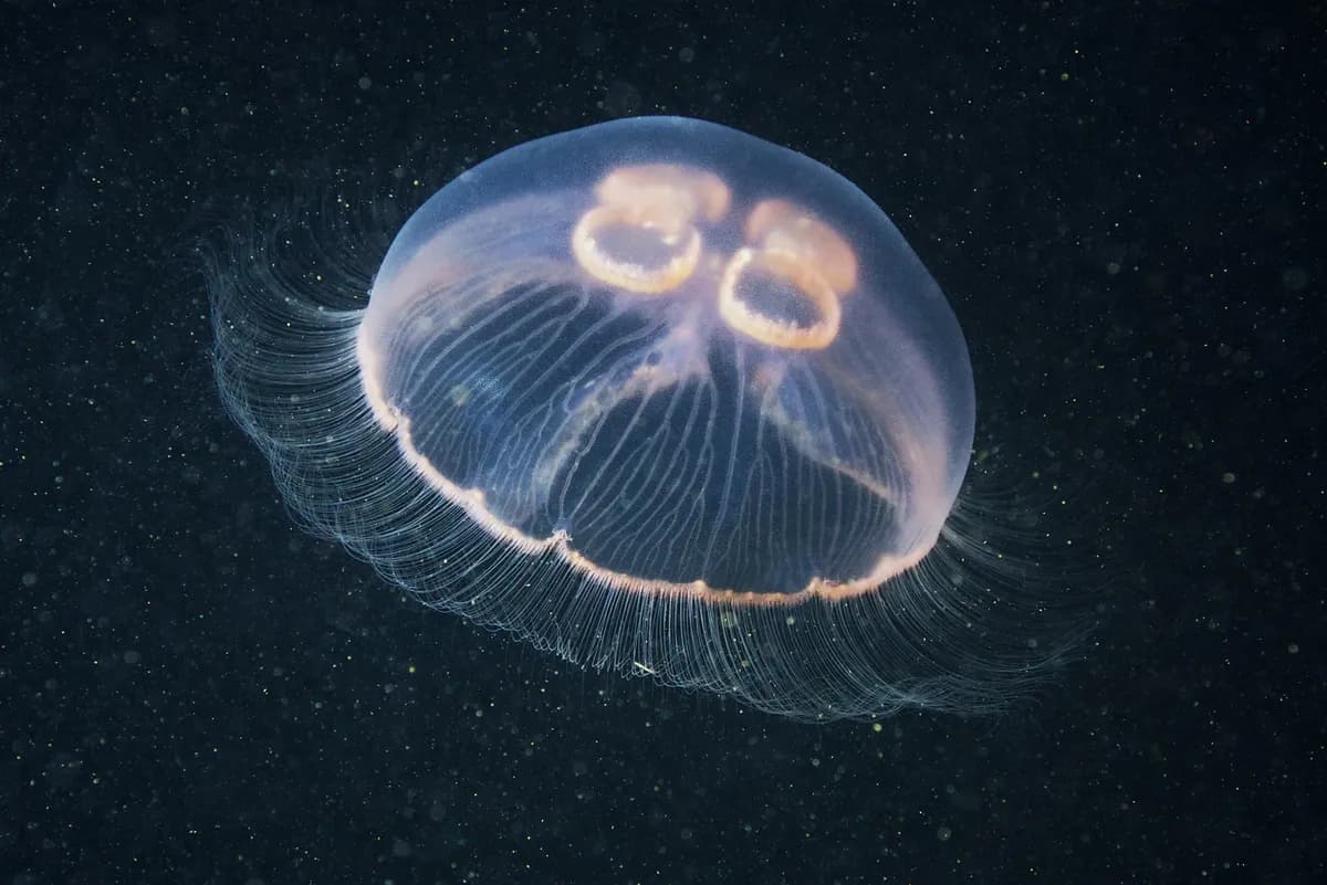 Meduze su otporne na rak, a naučnici su konačno shvatili zašto