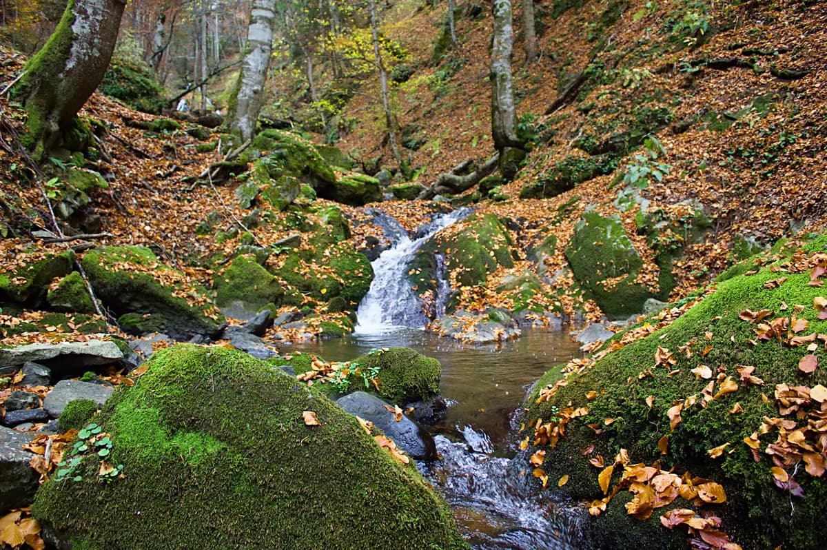 Kamera uhvatila iznenađujuć prizor na srpskoj planini: "Ovo je najređi, ali i najlepši lovac s ovih prostora" (FOTO)