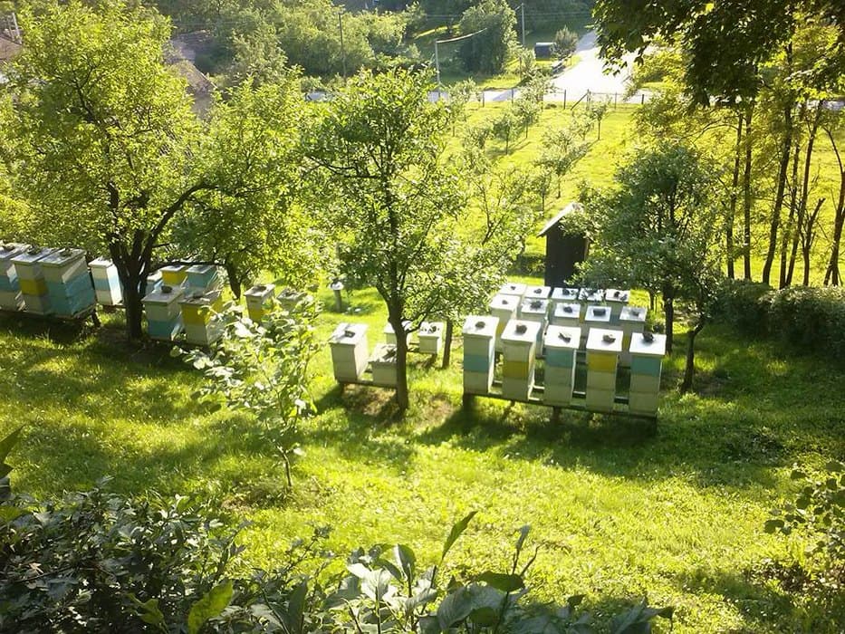 Doneto više od 12.000 rešenja za podsticaje po košnici pčela za prvih sedam dana Javnog poziva