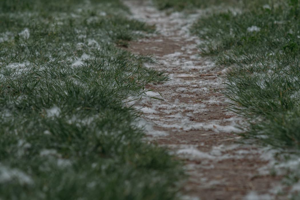 Ljubičić: Ljudi alergični na polen drveća mogu očekivati tegobe i tokom aprila