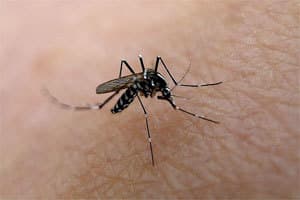 Batut: U Srbiji nije registrovan nijedan slučaj virusa Zapadnog Nila