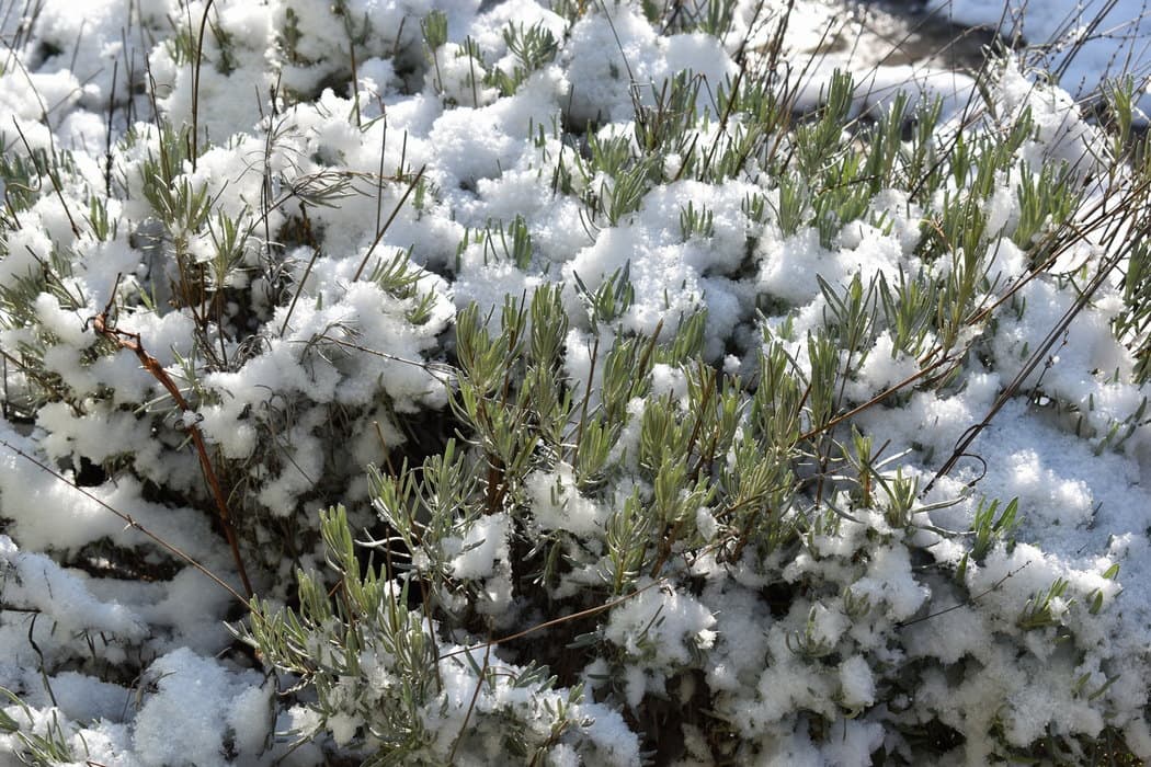 Sneg usred maja, zabeleo se Kopaonik