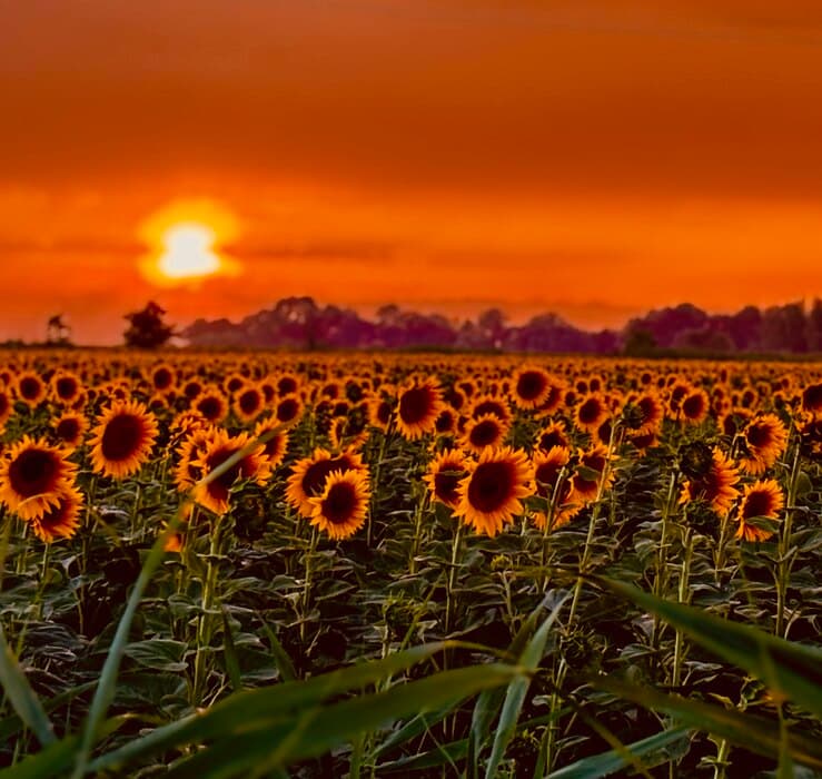 Smena sunca i oblaka, temperatura do 30 stepeni, uveče pljuskovi s grmljavinom