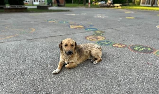 Lepo vreme često znači i povećan broj napuštenih pasa na ulicama Kikinde