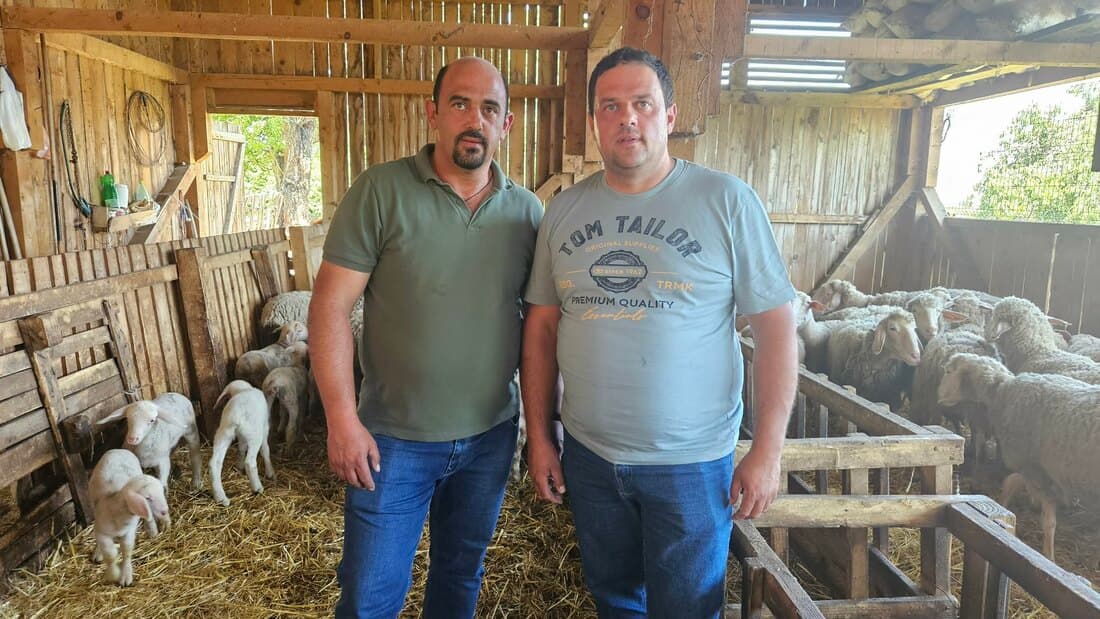 Ovčarstvo u Šumadiji druga najzastupljenija grana stočarstva