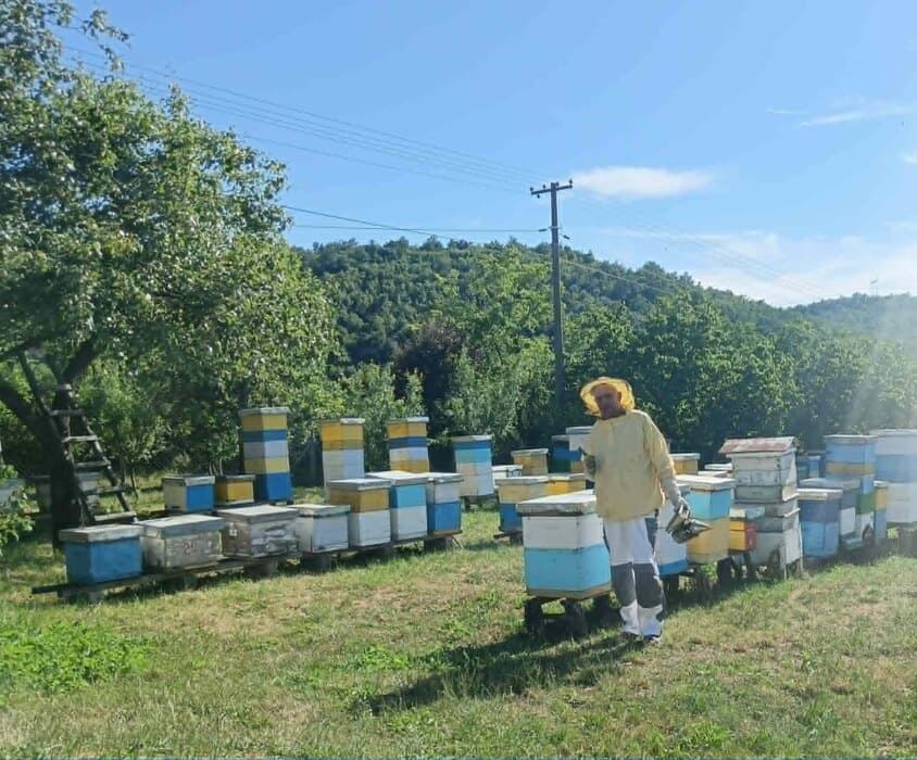 Čuvari prirode i voćnjaka: Pčele kao ključ uspešne poljoprivrede