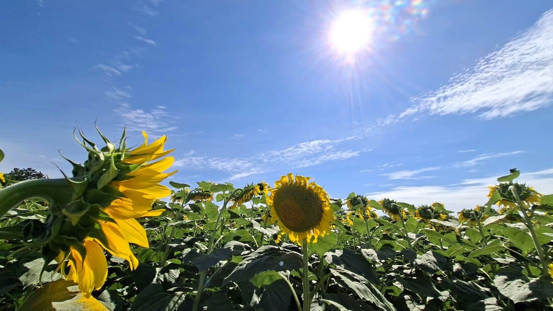 Danas prepodne sunčano, posle podne i uveče kiša