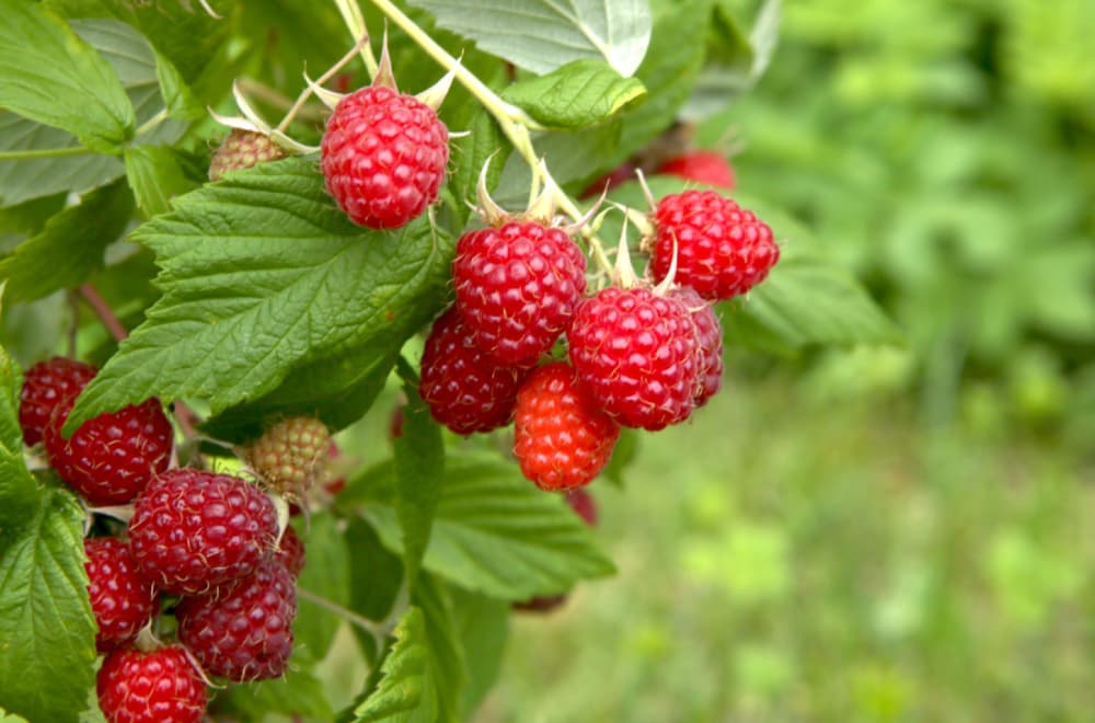 Stižu nam maline: Početna cena – 550 dinara