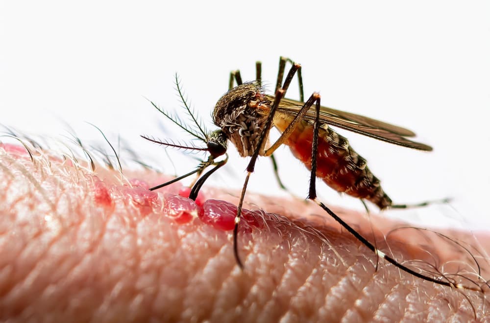 Ako osetite ove simptome hitno se javite lekaru: Upozorenje zbog opasnog virusa u Srbiji