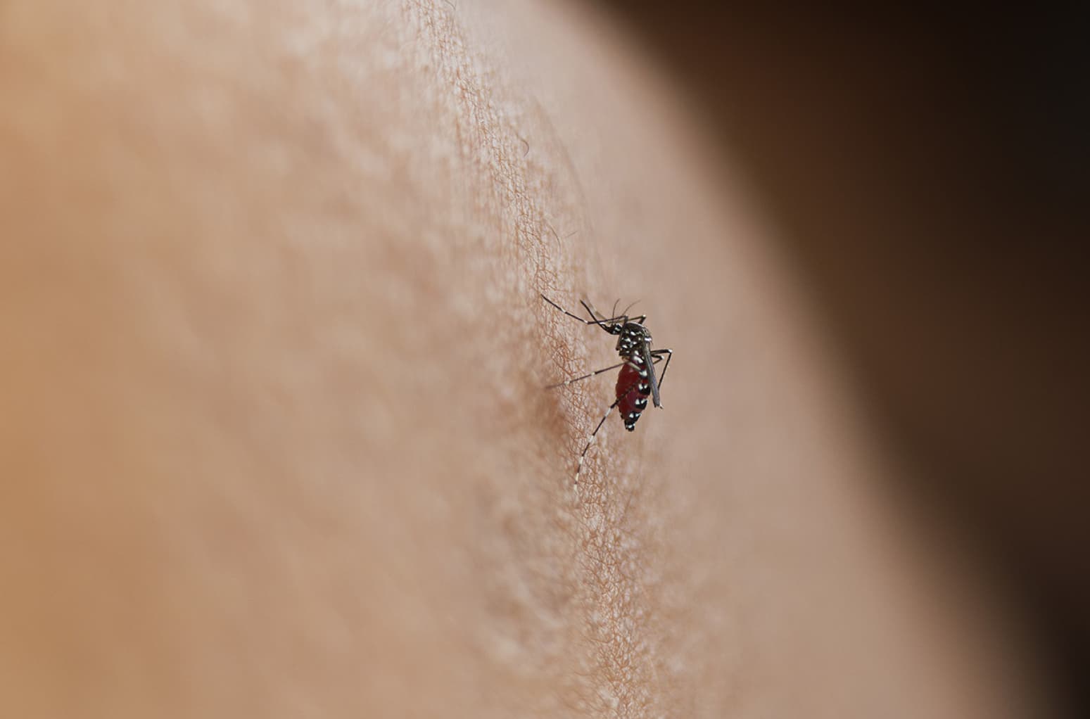 Alarm iz Rusije: Identifikovano 30+ novih virusa koje prenose krpelji i komarci